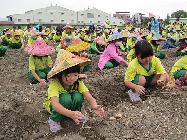 斗南鎮文安國小師生下田種馬鈴薯。（記者陳正芬攝）