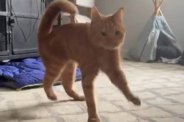 主人喊牠，小橘貓踩歡樂踢踏舞靠近，一早上快樂滿點。（圖／Instagram：orangeisthenewblackandtan）