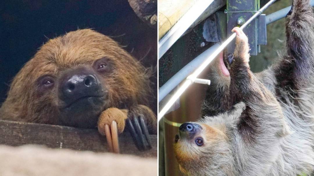 Sloth Attacks Tourist at Taipei Zoo - News Directory 3