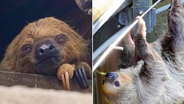 木柵動物園內有樹懶打到遊客的頭。翻攝台北市立動物園臉書