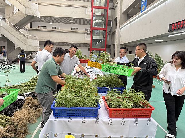 雲林縣警局破獲大麻植栽場，市值超過10億元。記者陳雅玲／攝影