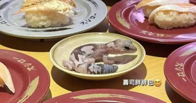 有網友轉發一名元智女大生IG限動，女大生前往壽司郎用餐，將寵物守宮直接放在醬料碟上。（圖／截自Dcard）
