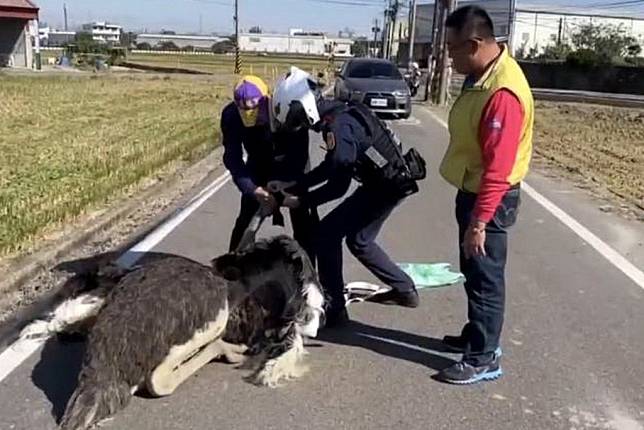 日區慶光路昨日出現一隻鴕鳥在路上「逛大街」，警方獲報到場為了要抓鴕鳥，雙方在鄉間道路上對峙，形成有趣的畫面。（記者陳金龍翻攝）