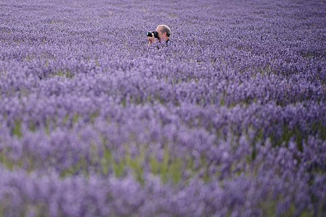 A tourist takes photos in a lavender field in Brihuega, Spain, July 13, 2021. (Xinhua/Meng Dingbo)