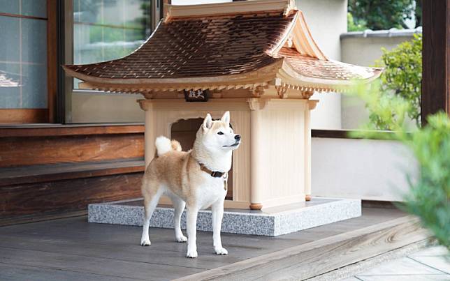 採用建造日本神社寺院的技術！打造出將近台幣450萬的「犬殿」