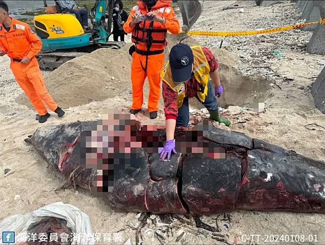 海洋委員會海洋保育署獲報，在綠島柴口岸際發現一具鯨豚屍體遭人切割，MARN救援團隊成大鯨豚研究中心王浩文教授至現場解剖比對，發現仍缺失約62*35*18cm之肉塊。（圖／海保署提供）