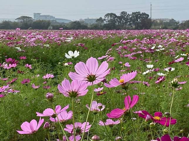 湖口花海節14日起登場  好客文創園區美麗花海拍美照