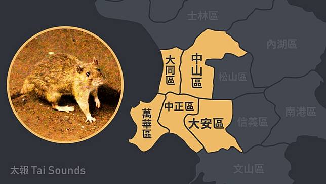 台北市環保局長徐世勳表示，目前老鼠相對熱區是大安、中山、中正、大同及萬華，但數量都不是非常多。太報製圖