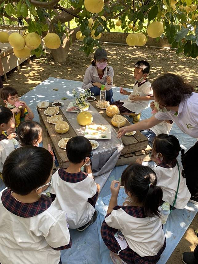 麻豆區農會邀請安業國小到柚園品嘗大白柚，並玩起魷魚遊戲，全力行銷大白柚的健康美味。（記者林相如攝）