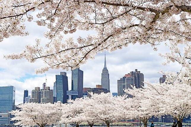 This photo taken on April 5, 2024 shows cherry blossoms with the Manhattan skyline in the background in New York, the United States. (Xinhua/Li Rui)