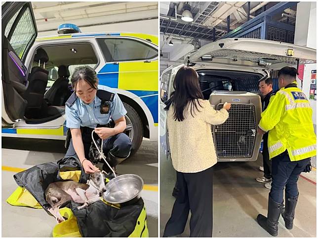 離家出走小狗誤闖荃灣公路，交通警救起助尋回主人。(香港警察Facebook)