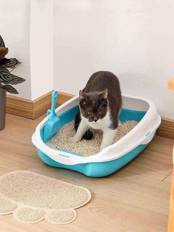 市面上貓砂的種類眾多，究竟哪款貓砂好用？