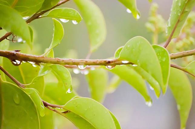 ▲雨水、下雨、節氣、天氣、葉子。（圖／photoAC）