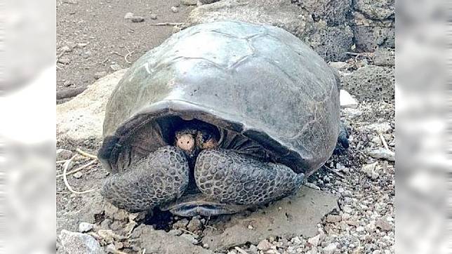 厄瓜多爾外海的加拉巴哥群島上，發現已絕種100多年的費南迪那陸龜。圖／翻攝自《鏡報》