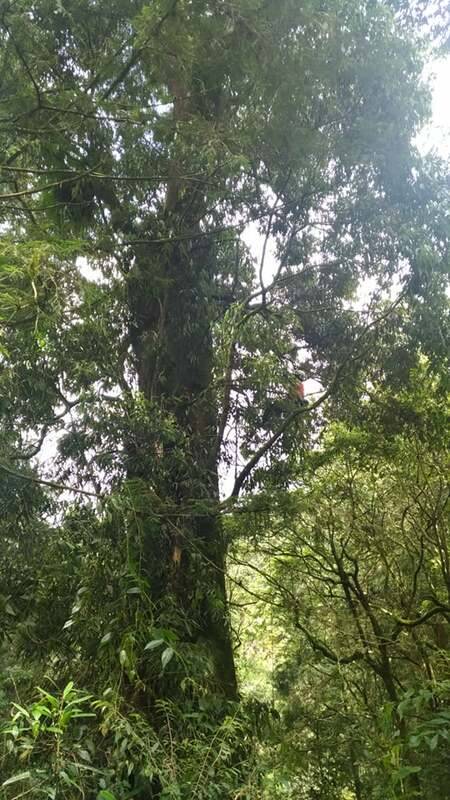 全台最老神木為阿里山2號的紅檜巨木樹齡1,515年。 圖：林務局／提供