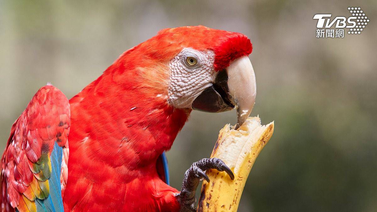 炫鳥？南投男18萬買「保育類鸚鵡」 鍊在店外遭判6個月| TVBS | LINE TODAY