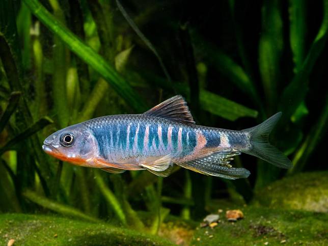 This undated file photo shows Opsariichthys iridescens, a new species of fish, in east China. (Xinhua)