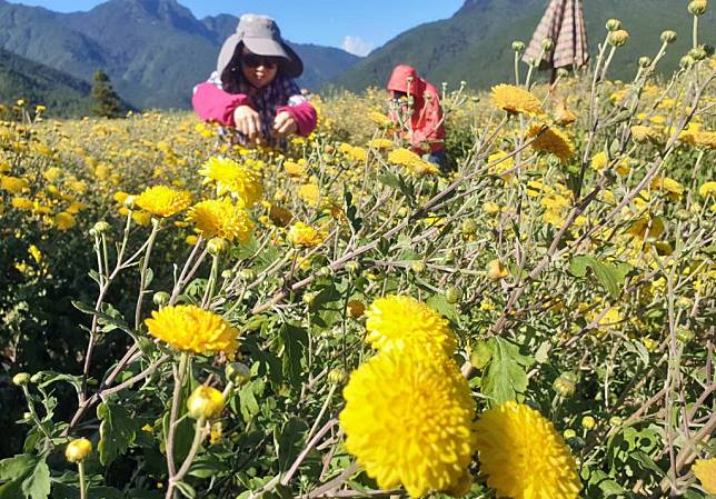 武陵農場首推採摘杭菊打工換宿活動，卻遭到部分年輕網友批評血汗。（記者陳金龍攝）