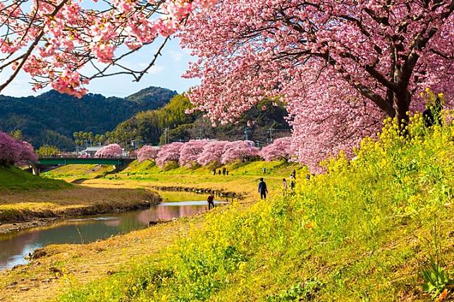 日本早春賞櫻！南伊豆町河津櫻粉嫩綻放中