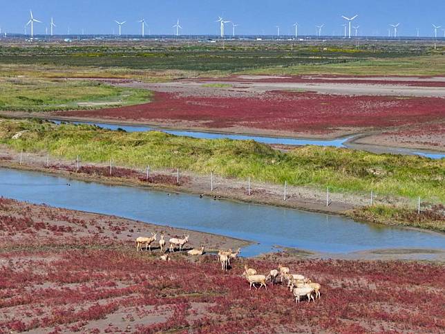 An aerial drone photo taken on Oct. 29, 2024 shows a view of the Tiaozini wetland in Dongtai of Yancheng City, east China's Jiangsu Province. (Xinhua/Lyu Shuai)