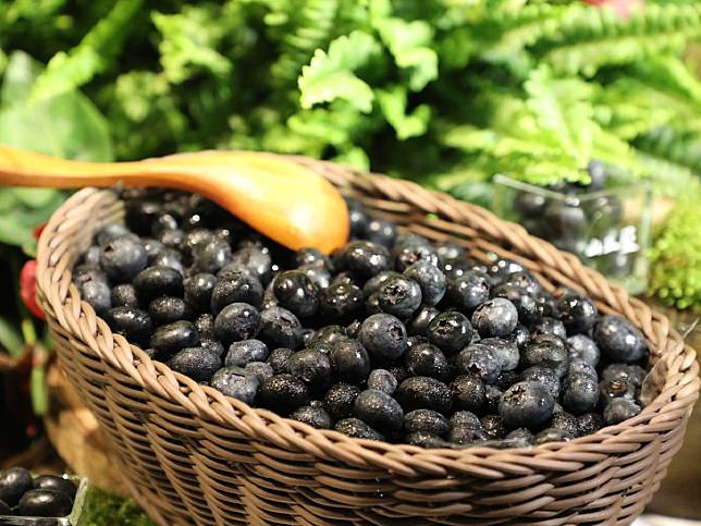 台灣也能種出藍莓了，業者與臺灣大學產學合作，在嘉義縣成功量產。（圖：嘉義縣政府提供）