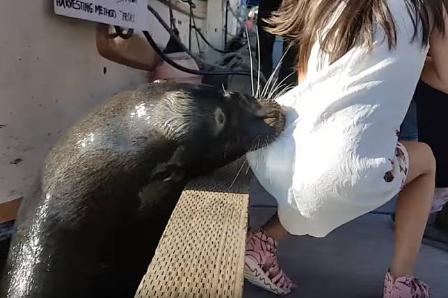 在水裡等待食物的海獅，一下子躍出水面咬住小女孩的裙擺。（截自Youtube）