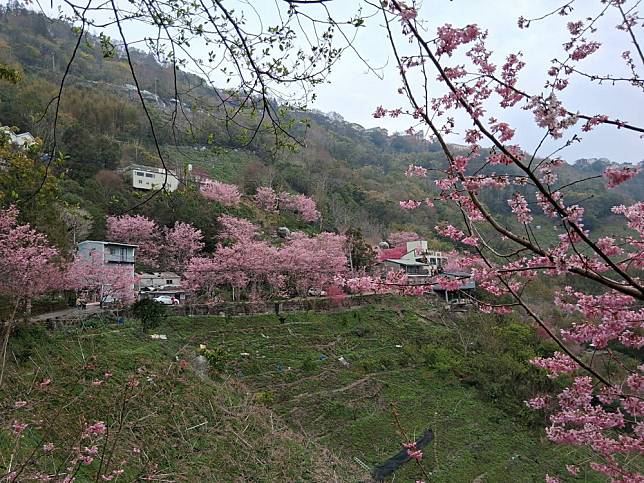 桃園復興區櫻花盛開 歡迎民眾二天一夜遊盡北橫公路豐富景點