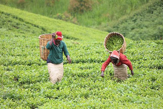 Farmers pluck tea leaves in Murang'a County, Kenya, Nov. 11, 2024. (Photo by John Okoyo/Xinhua)