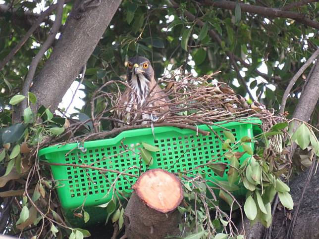 親鳥站立巢內整理。（圖／高雄市農業局提供）