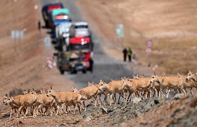 Pregnant Tibetan antelopes move across the Qinghai-Xizang Highway in Hoh Xil, northwest China's Qinghai Province, May 29, 2023. (Xinhua/Zhang Hongxiang)