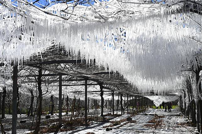 太夢幻！武陵農場藤花園冰晶宮 ，垂降雪白冰柱宛如進入《冰雪奇緣》場景