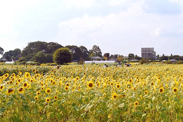 
<p>該活動於每年8月左右舉行。</p><p>
不幸的是，今年的節日已經結束，所以你想去的話就要等到明年～</p><p>
期間內，除了向日葵之外，他們還有其他不同的活動，例如攝影比賽和農產品市場。</p><p>
</p><p>
<a href=