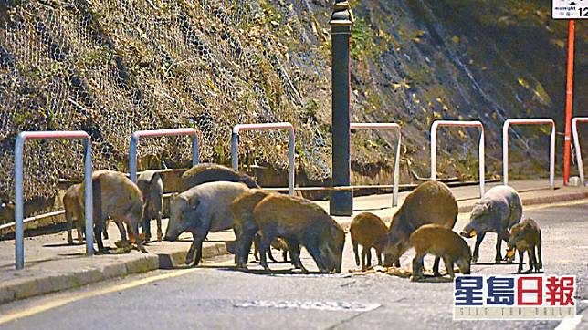 野生動物禁餵區明天起擴展至全港。資料圖片