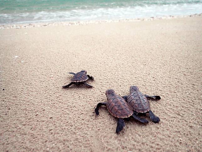 剛孵化的海龜奮力朝向大海前進。圖片來源：WWF-Australia/ Christine Hof