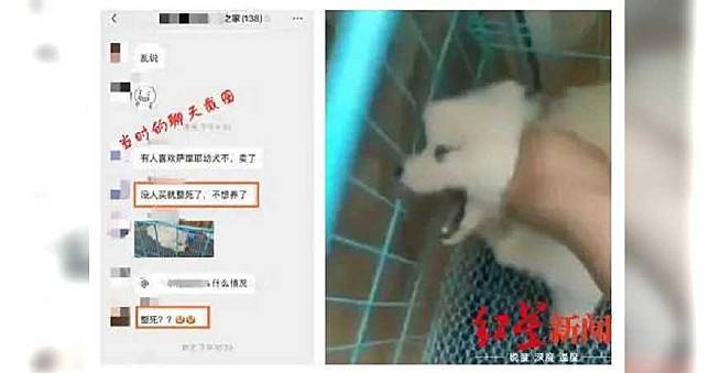 陸男掐薩摩耶幼犬脖子：不虐狗賣不掉　愛狗人士集資買下