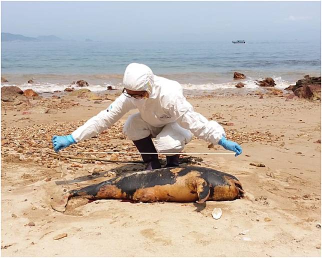 保育基金已將江豚屍體運返海洋公園作進一步化驗。圖:保育基金