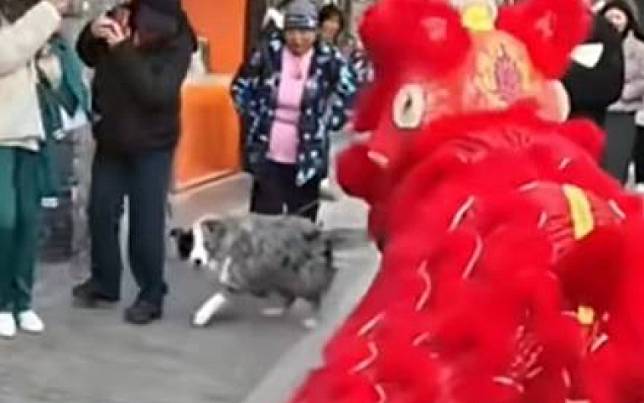 惡犬吠舞龍舞獅！　一回頭「牠秒變史努比」嚇到狂退