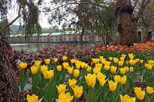 南元花園農場「世界花卉博覽會」鬱金香綻放浪漫美麗