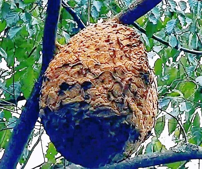今年因有颱風來襲，山區虎頭蜂巢普遍築在低處。（記者湯朝村翻攝)