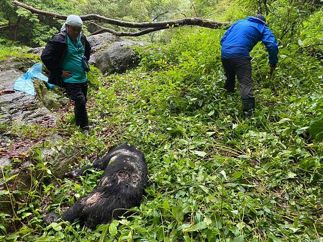 玉山東部園區瓦拉米步道附近赫見台灣黑熊命喪槍下，在體內左胸背側找到致死子彈，疑似夜間盜獵所致。(玉管處提供)