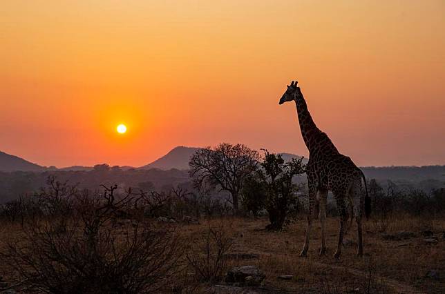 A giraffe walks at the Kruger National Park, Mpumalanga, South Africa, Sept. 17, 2022. (Xinhua/Zhang Yudong)