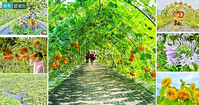 阿嬤打造的南瓜秘境！淡水南瓜隧道限定免費入園，超過10種五彩繽紛南瓜打造9座美拍小徑