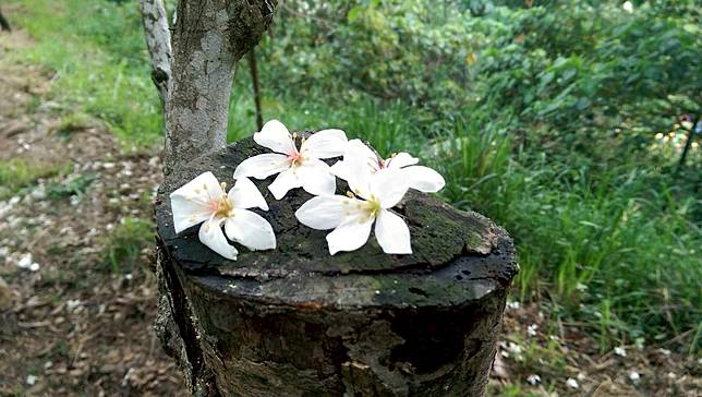 圖片提供/湯國榮