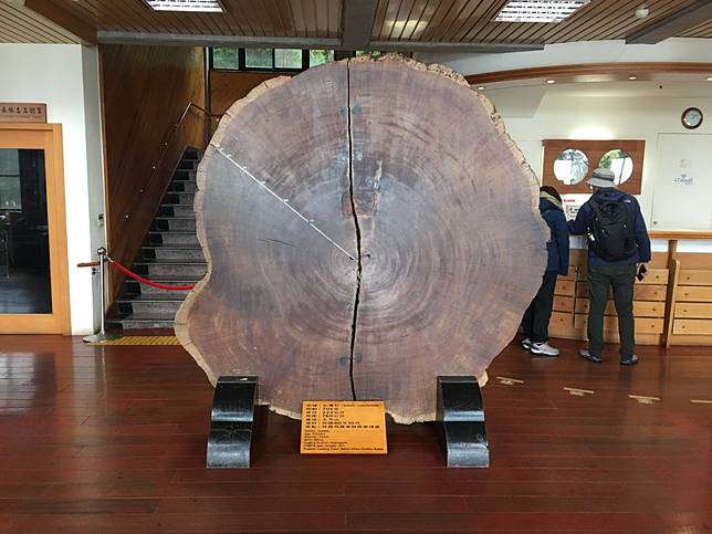 ▲有705年樹齡的台灣杉。（圖／奧丁丁體驗）