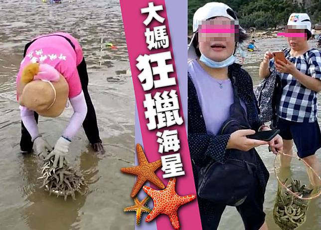 3名大媽被拍到在海邊撈起大量海星，當中更不乏BB級。