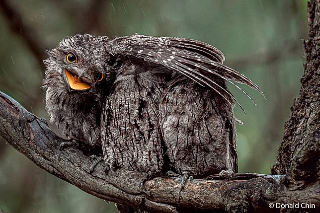 Feathered Refuge by Donald Chin ／ AGNPOTY