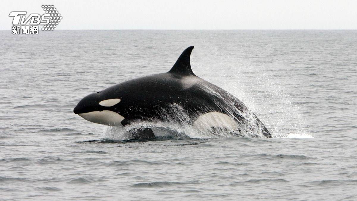 海底下的頂級掠食者殺人鯨與探險家的正面交鋒| TVBS | LINE TODAY