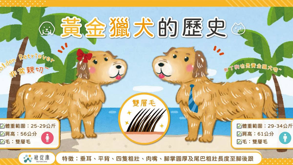 狗狗大百科】貪吃又可愛的黃金獵犬絕對要注意的健康問題| 福樂寵-科研養寵生活家| LINE TODAY