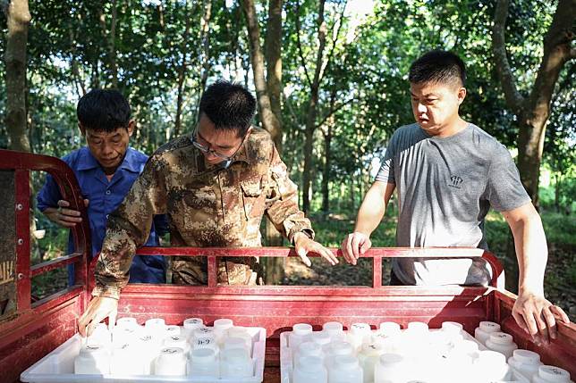 Researchers of Rubber Research Institute under Chinese Academy of Tropical Agricultural Sciences collect natural latex at a rubber plantation in Danzhou, south China's Hainan Province, June 20, 2024. (Xinhua/Zhang Liyun)
