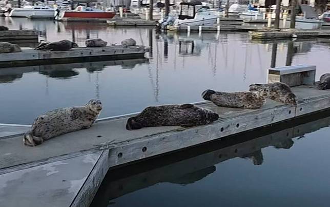 海獅群躺碼頭曬太陽　他經過卻語出驚人：你們很臭！